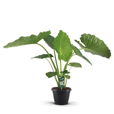 Alocasia Macrorrhiza