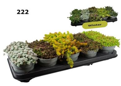 Sedum 12 Cm Gemengd