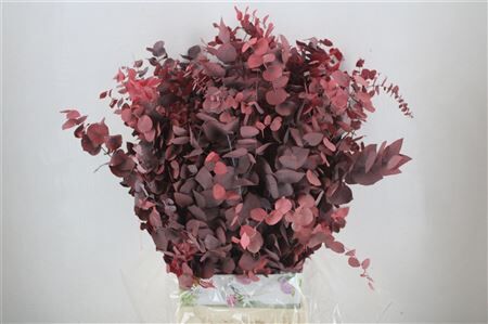 Pres Euca Stuartiana Red Bunch