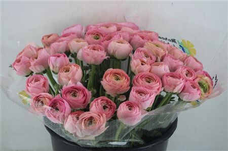 Ran Cloni Sup Venere