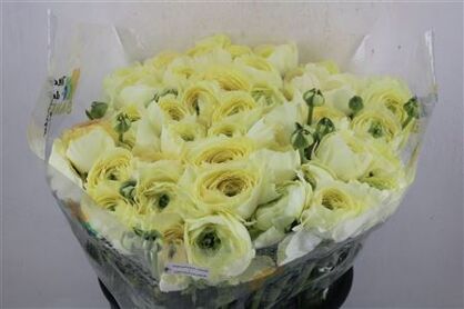 Ran Cloni Sup Commedia