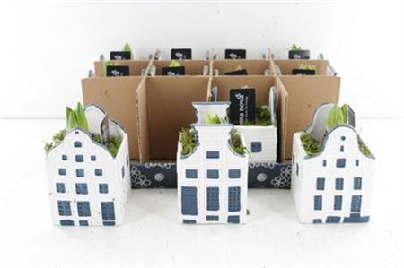 Arr4 Hyacint Rn1395 - Ker. Bold Blue House