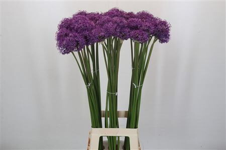 Allium Gladiator