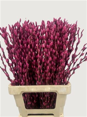 Salix Wilgenkatjes Cerise 70cm P Stem