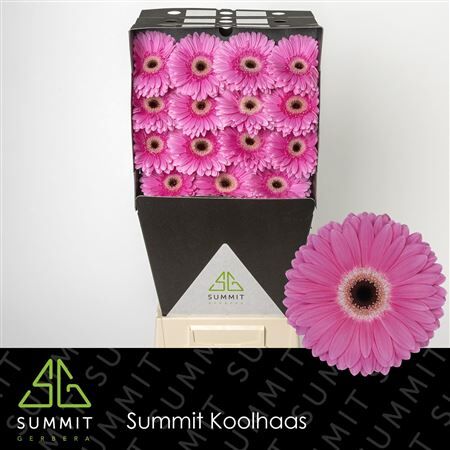 Ge Gr Dreamer Diamond