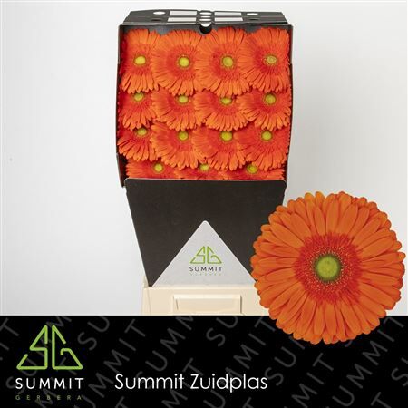 Ge Gr Atlanta Diamond