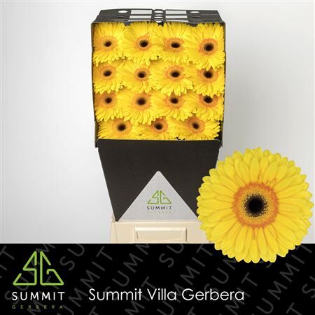 Ge Gr Apollo Diamond