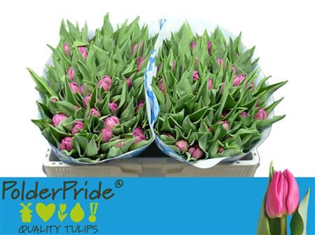 Tu Du Double Princes