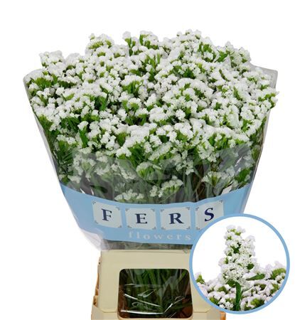 Limon Staties Bianco