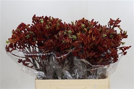 Anigozanthos Early Spring Indoor