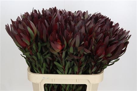 Leucadendron Saf Sunset Dark R.
