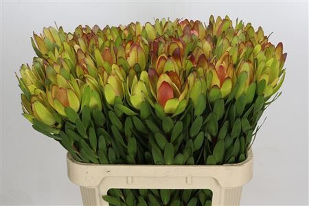 Leucadendron Goldstrike