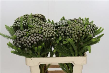 Kaaps Groen Albiflora