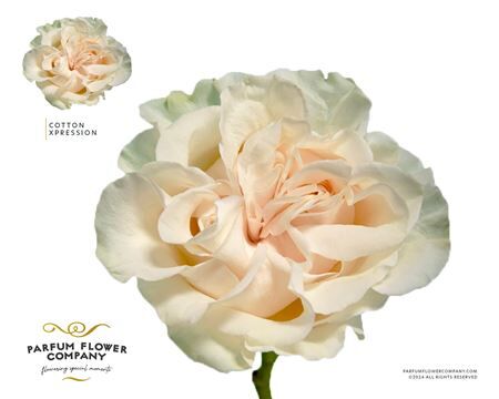 Rosa Garden Cotton Xpression