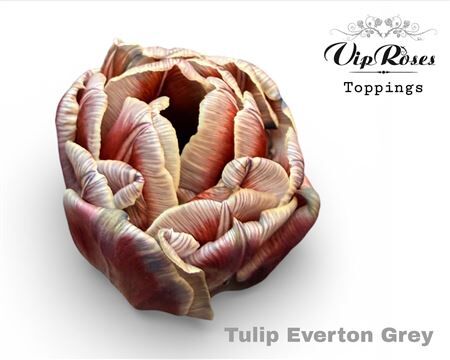 Tu Du Double Everton Grey