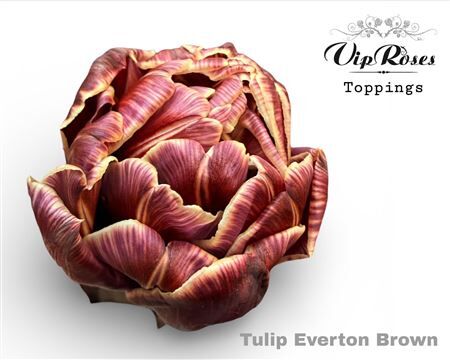 Tu Du Double Everton Brownies