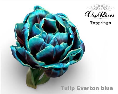 Tu Du Double Everton Blue