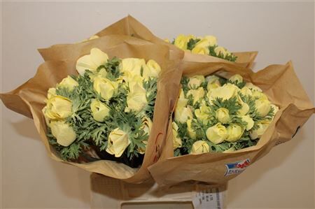 Anem Marianne Powder Yellow