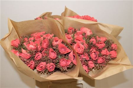 Anem Marianne Powder Coral