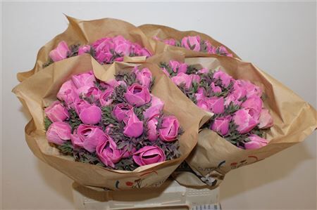 Anem Marianne Powder Fuchsia