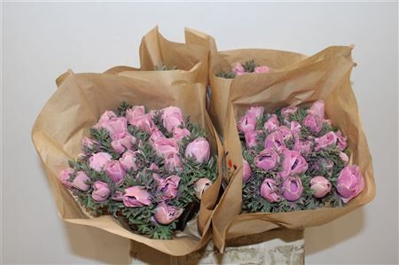 Anem Marianne Powder Pink