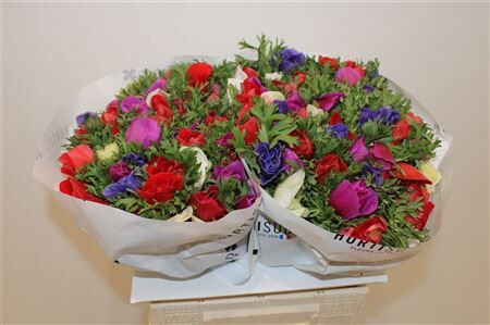 Anemone Sirocco Variee