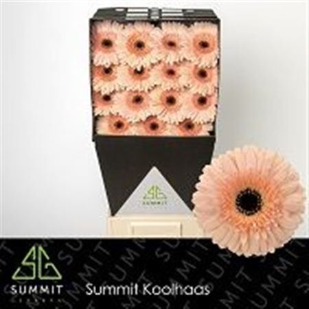 Ge Gr Cafe Del Mar Diamond