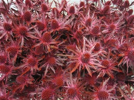 Eryn Orion Bordeaux L50