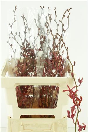 D Arachnis Ann Black Sg