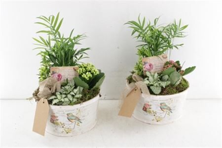 Arr2 Td Schaal Postcard - Roze/wit