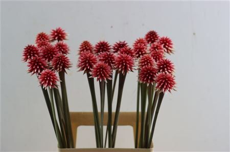 Inirida Flower Winter