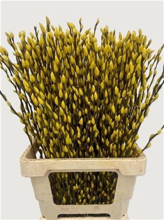Salix Wilgenkatjes Yellow 70cm P Stem