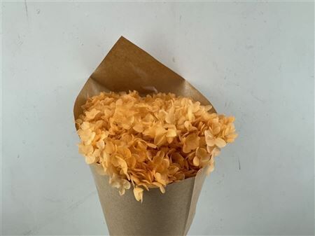 Pres Hydrangea Soft Salmon Bunch