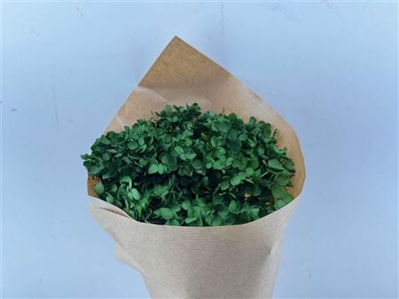 Pres Hydrangea Olive Green Bunch