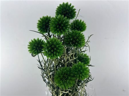 Pres Echinops 10pc Dark Green Bunch
