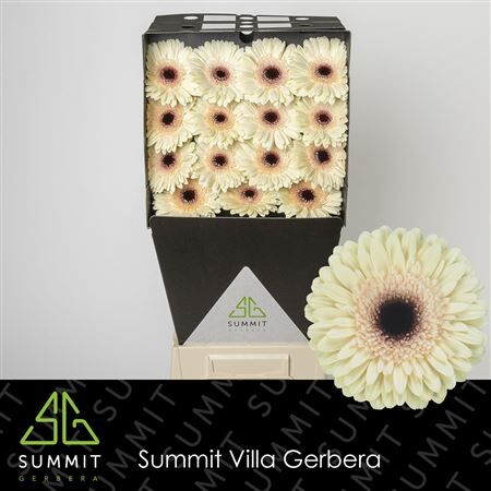 Ge Gr Eclair Diamond