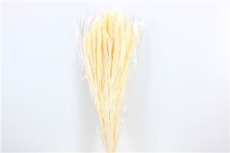 Dried Setaria Italica Bleached Bunch