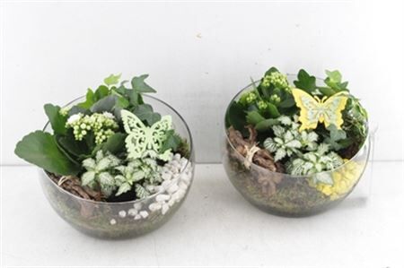 Arr2 Mb Halve Maan Glas - Geel/wit