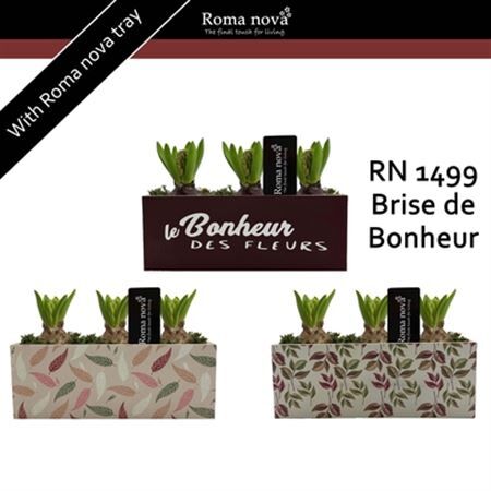 Arr4 Hyacint Rn1499 - Kist Brandy Brown