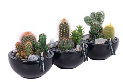 Cactus Gemengd 3pp Keramiek Schaal Zwart