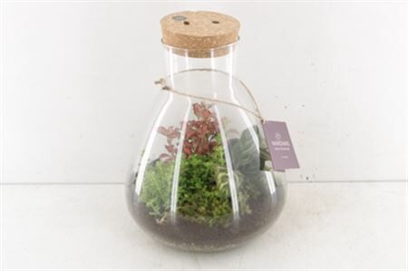Arr3 Wa Terrarium Erlenmeyer Xl Led/usb-c