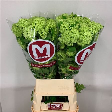 Viburnum Roseum St 4