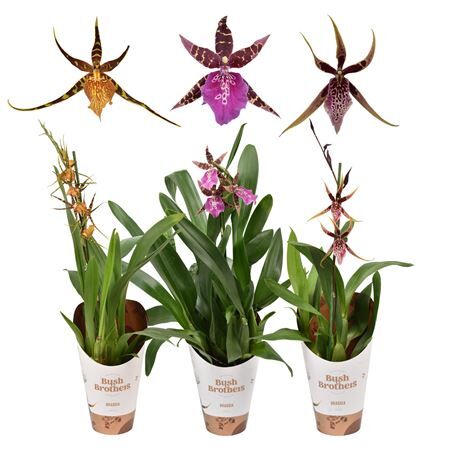 Brassia Gemengd 1 Tak