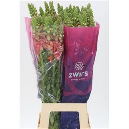 Antir Potomac Arrancio