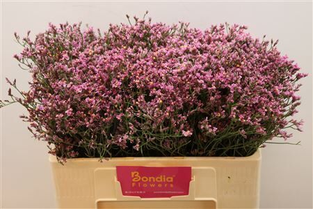 Lim Sin Tiffany Diamond