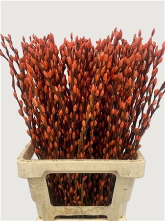 Salix Wilgenkatjes Orange 70cm P Stem