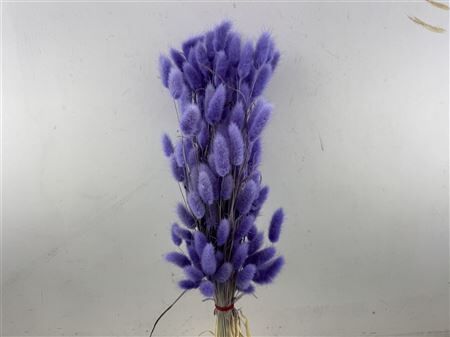 Dried Lagurus X5 Bl Lavender Bunch