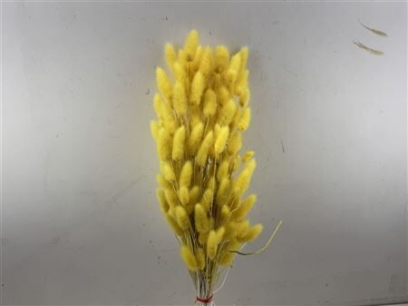 Dried Lagurus X5 Bl Yellow Bunch