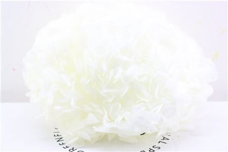 Pres Hydrangea Xl Ivory Pcs