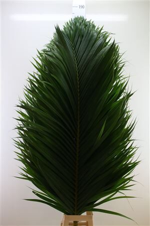 Cane Palm 180cm